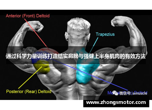通过科学力量训练打造结实肩膀与强健上半身肌肉的有效方法